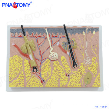 PNT-0551 enlarged Amplified Human Structure Skin Anatomical Model For Teaching